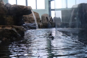 モントレー水族館で観ることができるペンギン