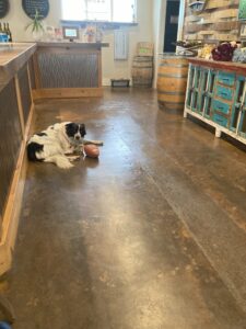 ギルロイにあるLa Vie Dansante Winesのテイスティングルームで飼われている犬